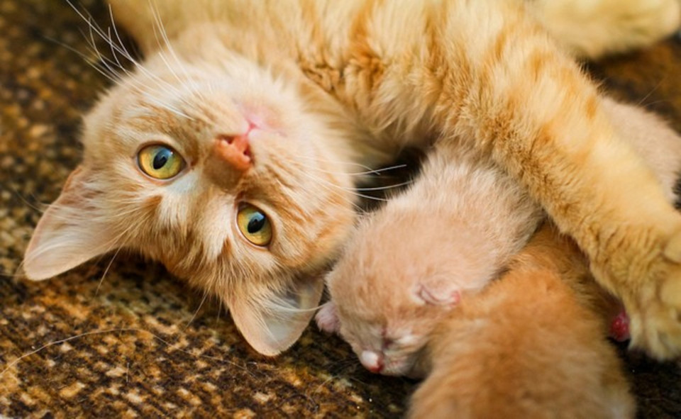 Orange cat and kitten