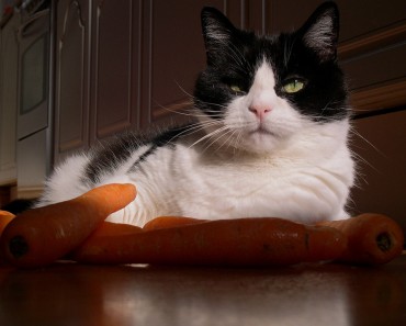 Safe Vegetables For Cats!