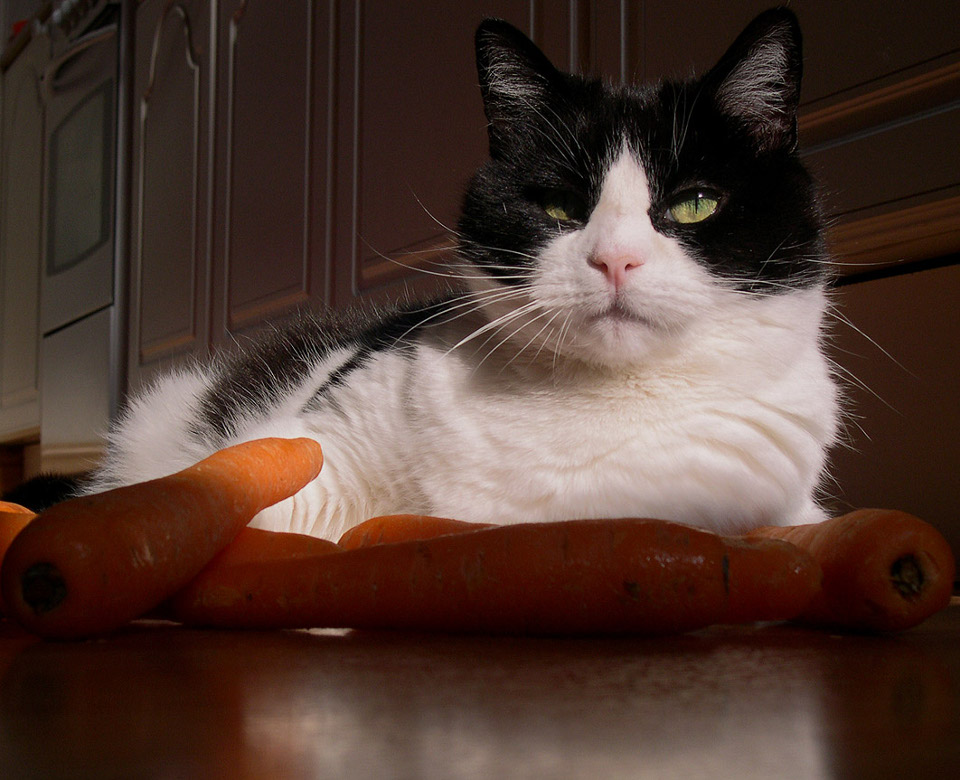 Safe Vegetables For Cats!