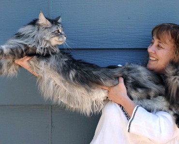 The Longest Cat Ever!