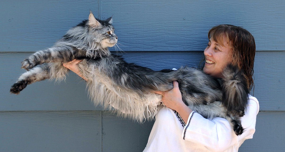The Longest Cat Ever!