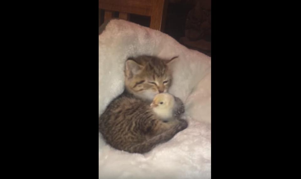 Kitten Can’t Stop Loving And Kissing The Chick