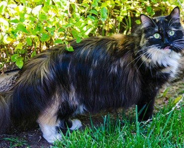 The Longest Fur On A Cat!