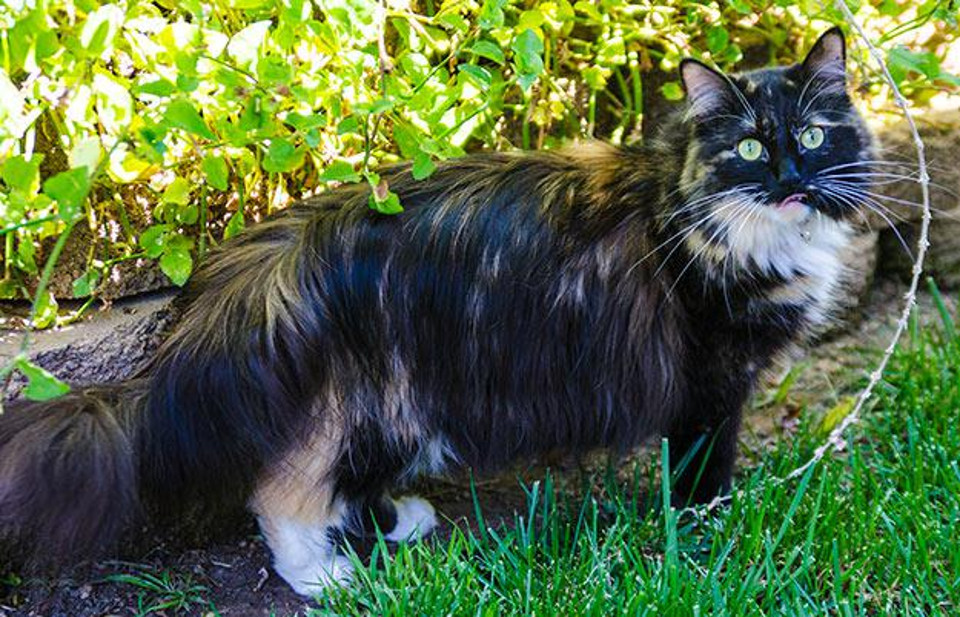 The Longest Fur On A Cat!