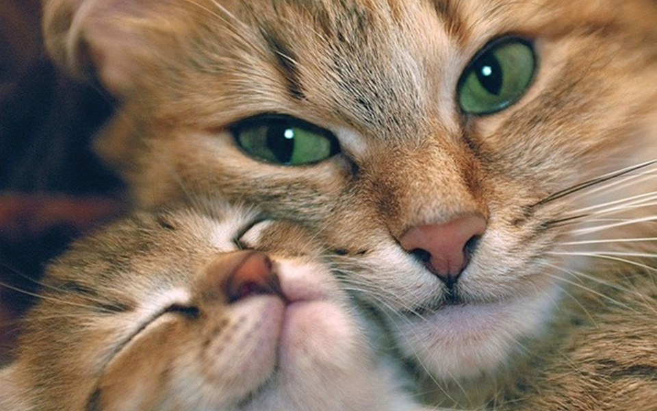 Cat kitten tenderness