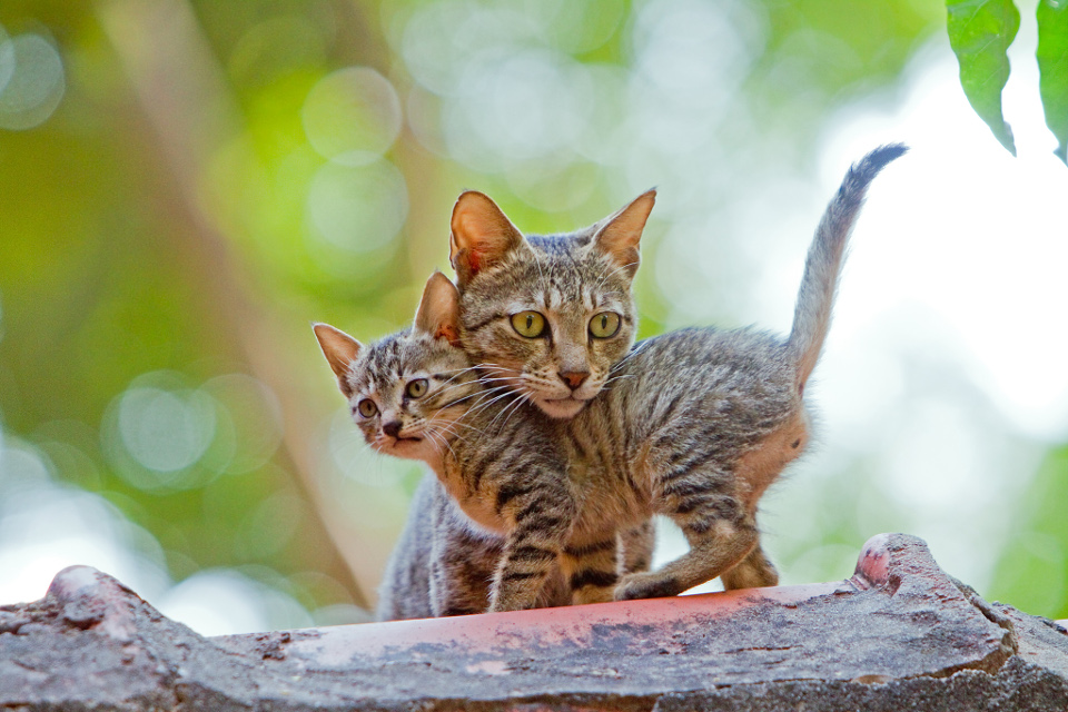 kitten and mother