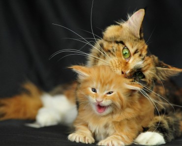 10 Adorable Photos Of Mom Cats And Their Kittens!