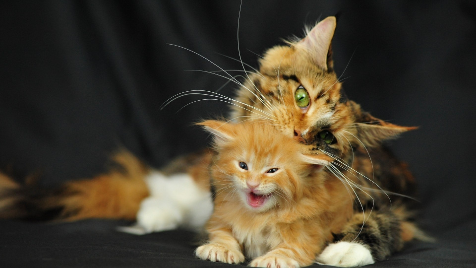 10 Adorable Photos Of Mom Cats And Their Kittens!