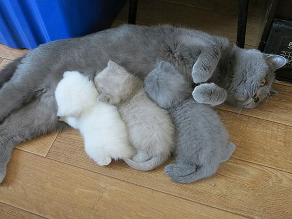 Mother with 3 kittens