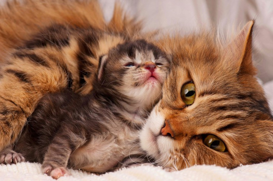 Proud cat mother