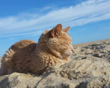 20-Year-Old Cat Abandoned By Owner Found A New Home!