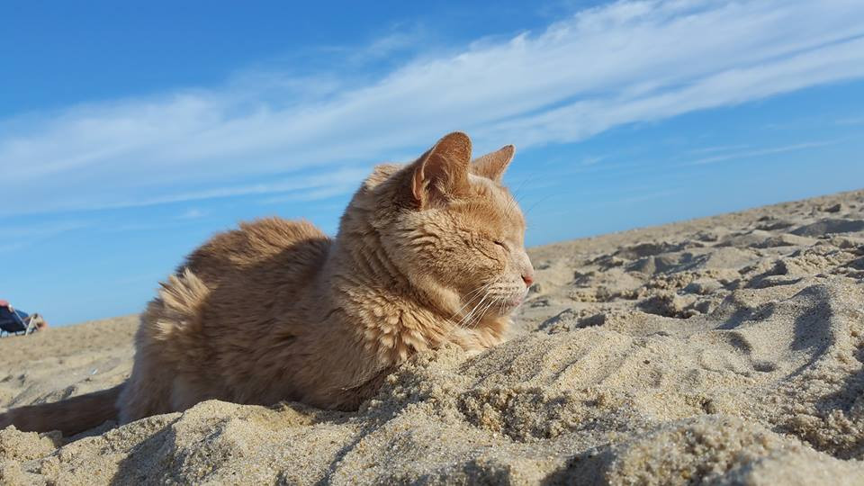 20-Year-Old Cat Abandoned By Owner Found A New Home!