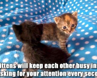 5 Reasons To Adopt Two Kittens In Stead Of Just One