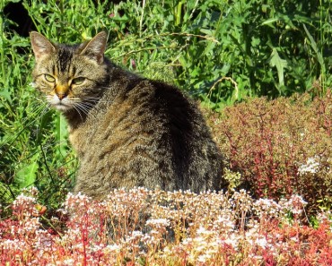 6 Spring Plants That Can Be Toxic To Cats!