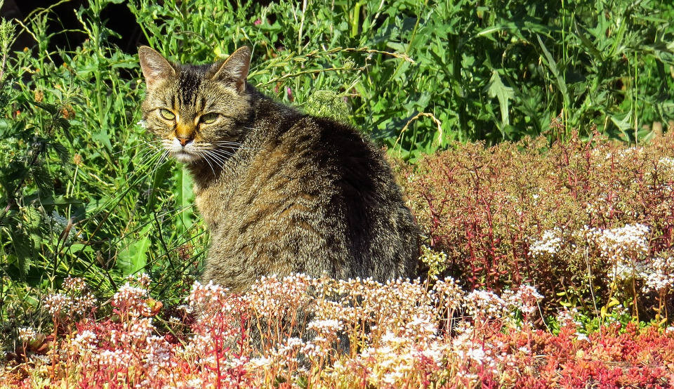 6 Spring Plants That Can Be Toxic To Cats!