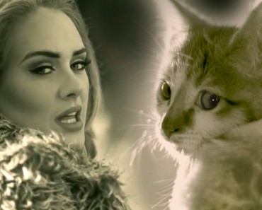 Adele’s Hello Parody With Kittens!