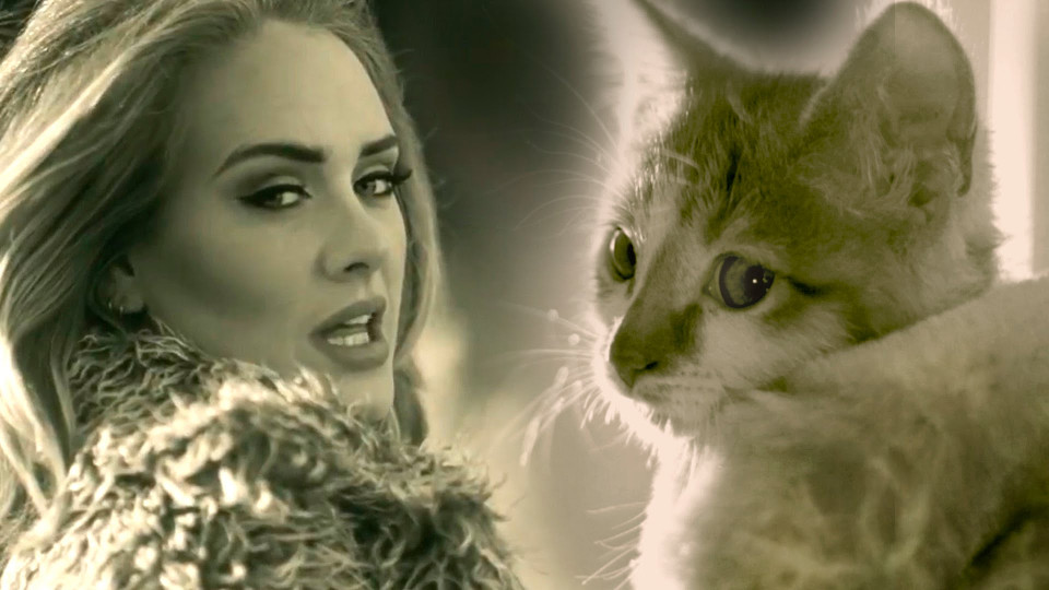 Adele’s Hello Parody With Kittens!