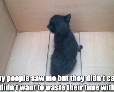 A Black Kitten Was Found Abandoned In a Box. A Few Years Later…