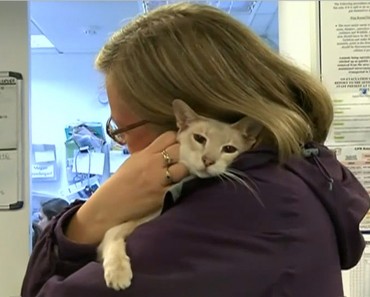 Cat Sent By Mail By Mistake Survives 8 Days In A Box