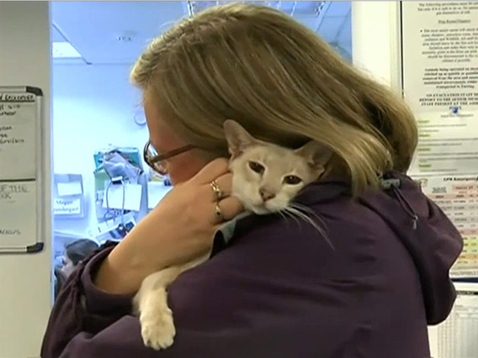 Cat Sent By Mail By Mistake Survives 8 Days In A Box