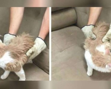 Cat Found Inside A Donated Couch