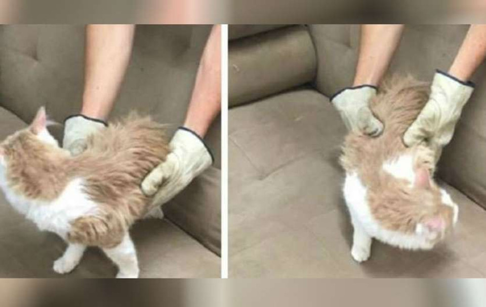 Cat Found Inside A Donated Couch