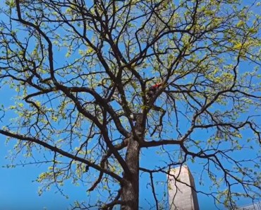 Man Risks His Life To Save A Cat Stuck In a Tree!