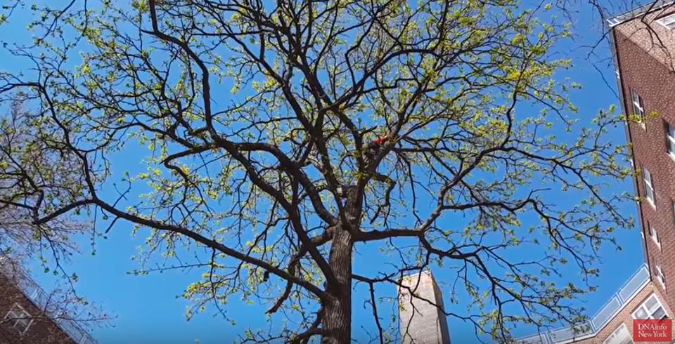 Man Risks His Life To Save A Cat Stuck In a Tree!