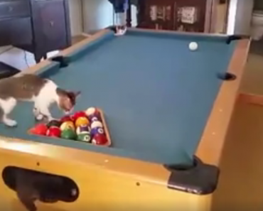 The Purrfect Playing Place: A Pool Table!