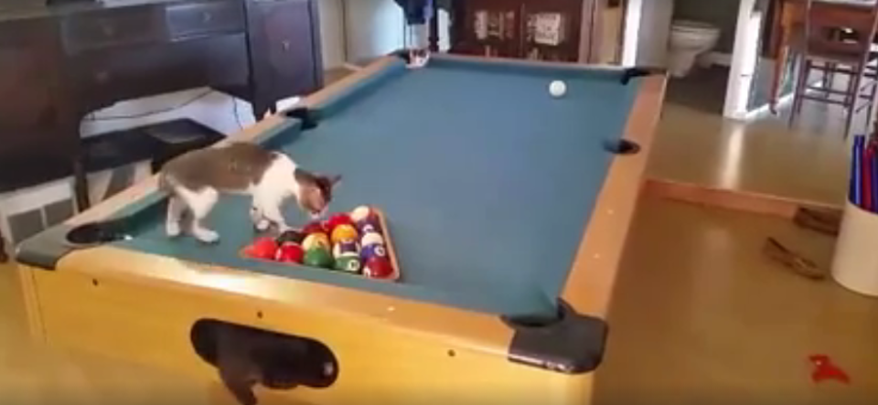 The Purrfect Playing Place: A Pool Table!