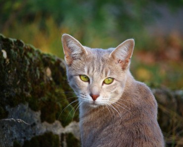 On Earth Day Celebrate The Role Of Cats In The Environment!