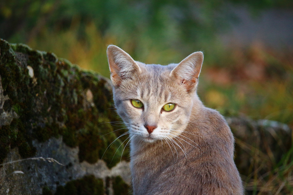 On Earth Day Celebrate The Role Of Cats In The Environment!