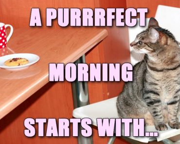 How to start a purrrfect day!