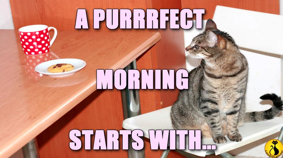 How to start a purrrfect day!