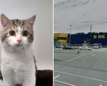 Kitten Abandoned At Ikea Car Park Finds A New Home