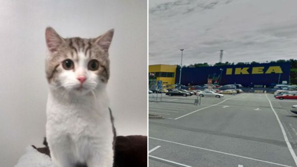 Kitten Abandoned At Ikea Car Park Finds A New Home
