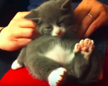 Kitten With 7 Toes At Each Paw Enjoys His Massage After A Large Meal