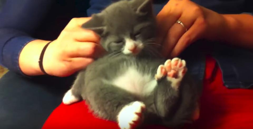 Kitten With 7 Toes At Each Paw Enjoys His Massage After A Large Meal