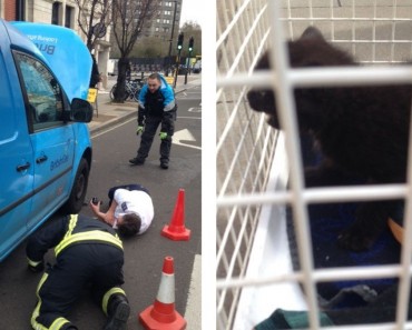 Kitten Rescued From Van Engine In London