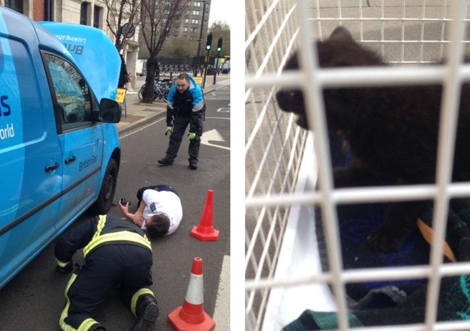 Kitten Rescued From Van Engine In London