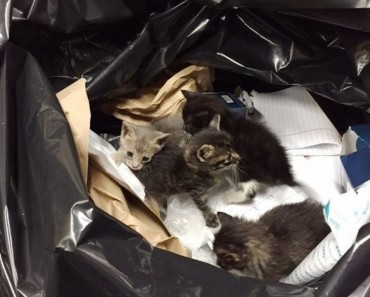 Sanitation Workers Save Kittens From Trash!