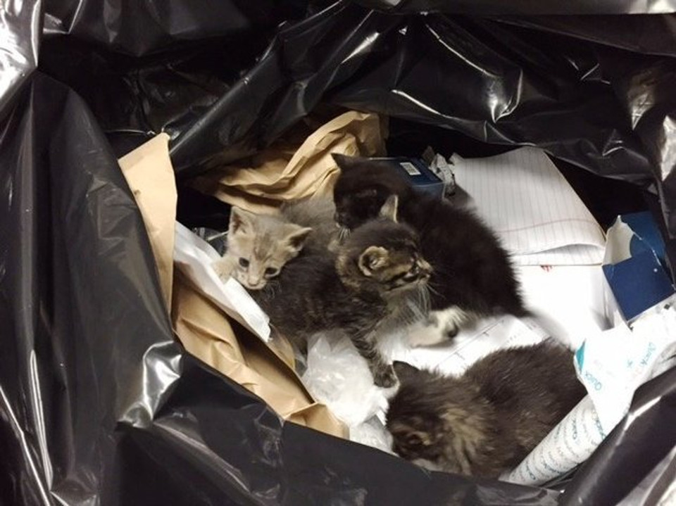 Sanitation Workers Save Kittens From Trash!