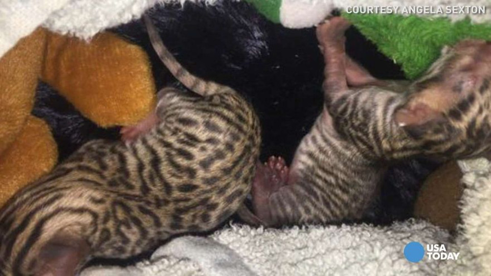 Mysterious Kittens Were Found In An Indiana Barn, The Breed Is Unknown!