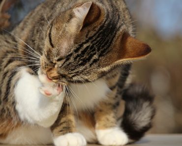 National Hairball Awareness Day!