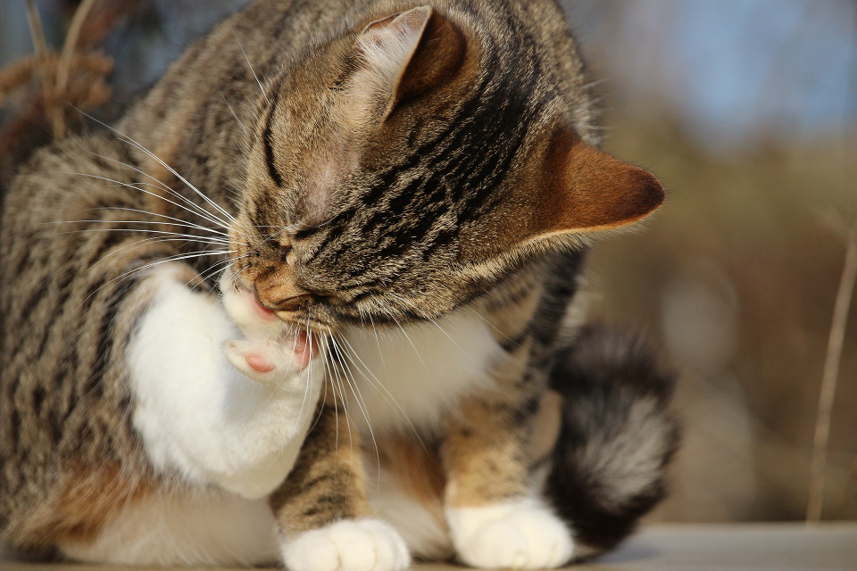 National Hairball Awareness Day!