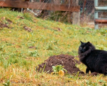 Saving Cats From Death Row. The Farm Livin’ Program