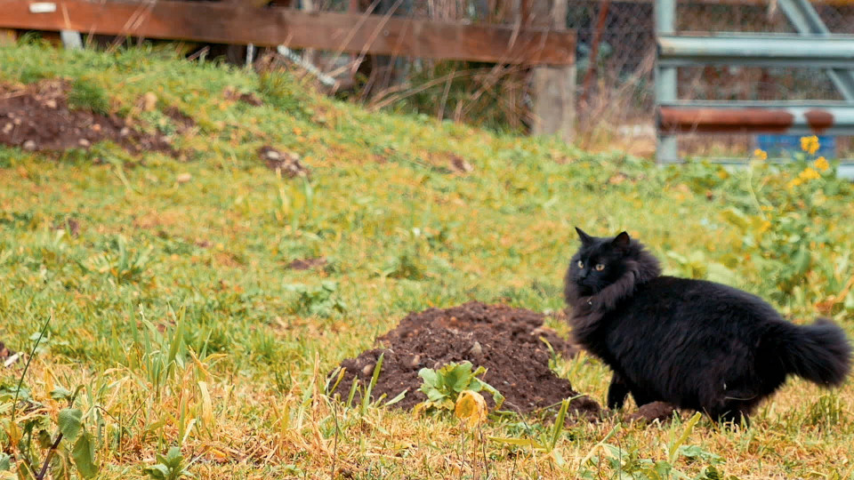 Saving Cats From Death Row. The Farm Livin’ Program