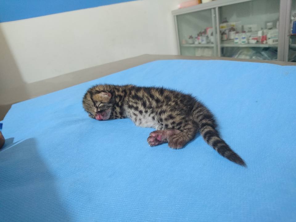 Tiny Jungle Cat Rescued In Guatemala!