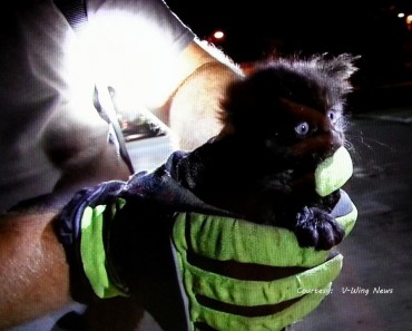 Tiny Kitten Saved From Sewer Drain