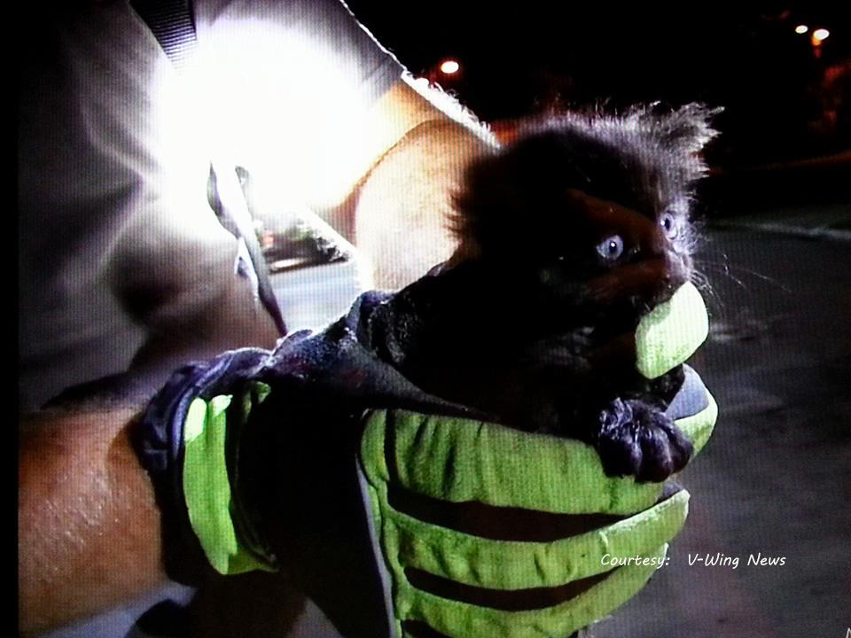 Tiny Kitten Saved From Sewer Drain